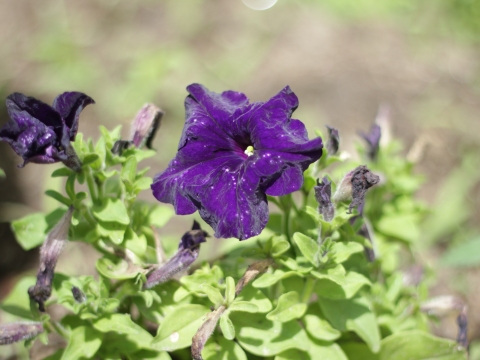 31.	Petúnia (Petunia spp.)
Data da fotografia: 11/06/2018
Utilidade/ função na horta: Hospedeira de insetos auxiliares; as suas flores atraem os polinizadores.